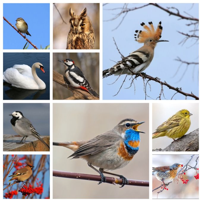 1 апреля — день птиц — поляковскаясош.дети
